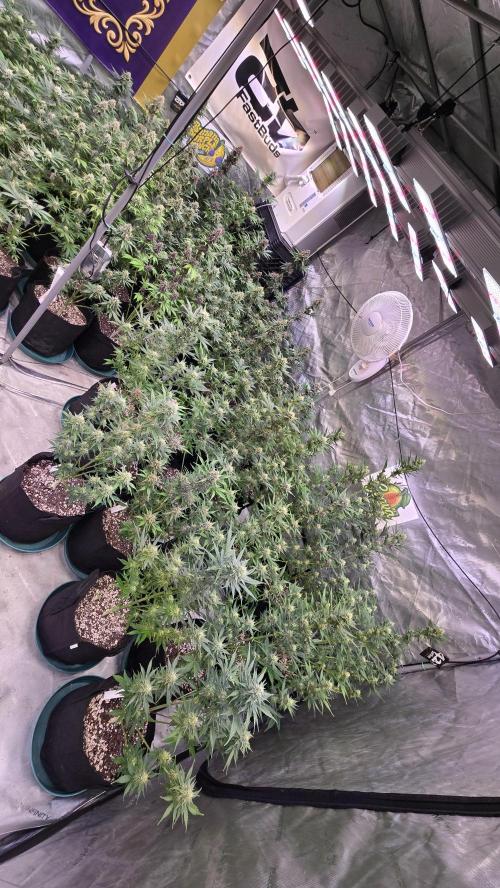 GuavaAuto(RF3). Week 7