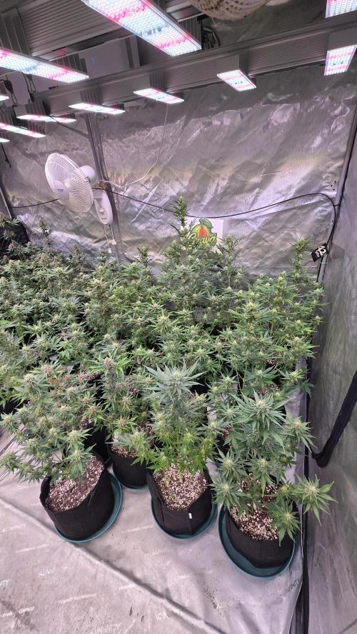 GuavaAuto(RF3). Week 7
