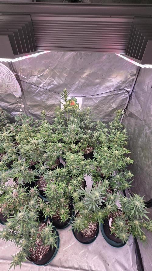 GuavaAuto(RF3). Week 7