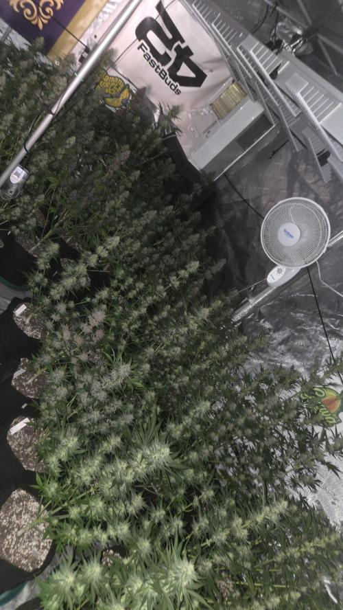 GuavaAuto(RF3). Week 7