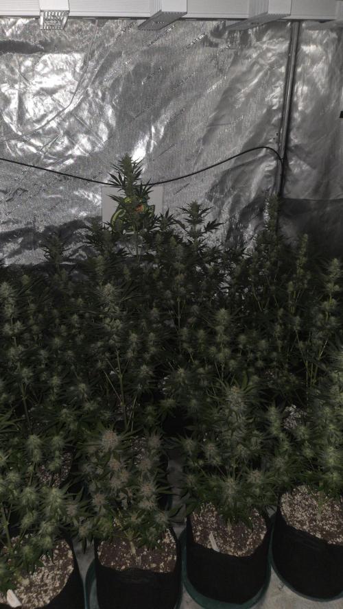 GuavaAuto(RF3). Week 7