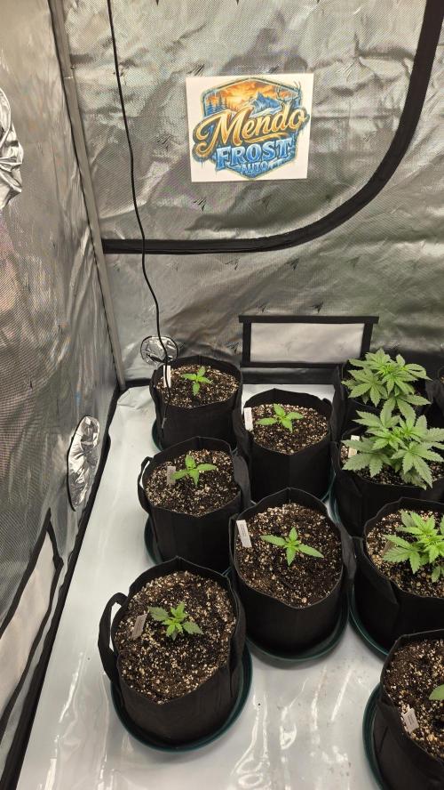 Mendo Frost Auto. Week 1