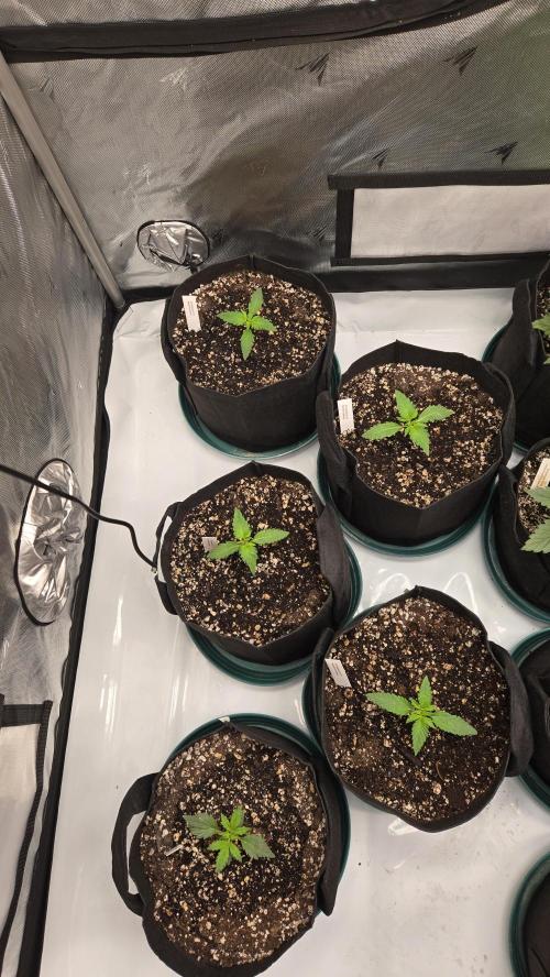 Mendo Frost Auto. Week 1