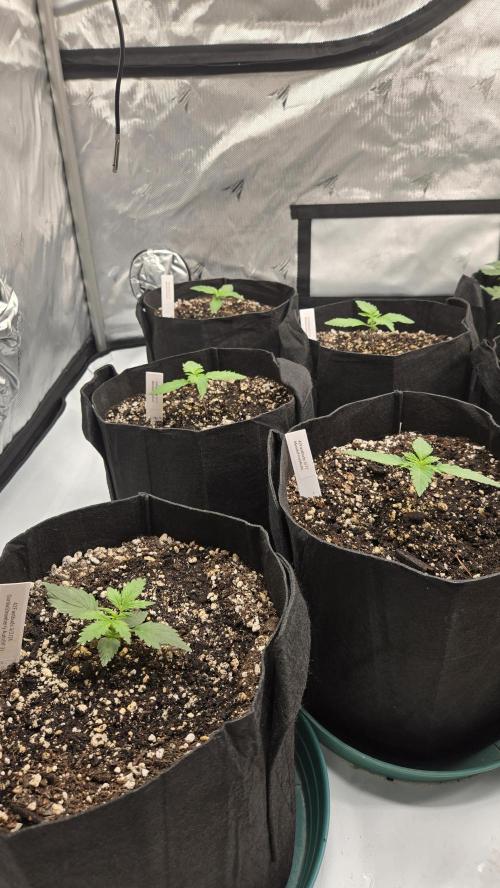 Mendo Frost Auto. Week 1