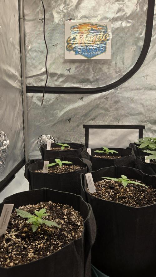 Mendo Frost Auto. Week 1