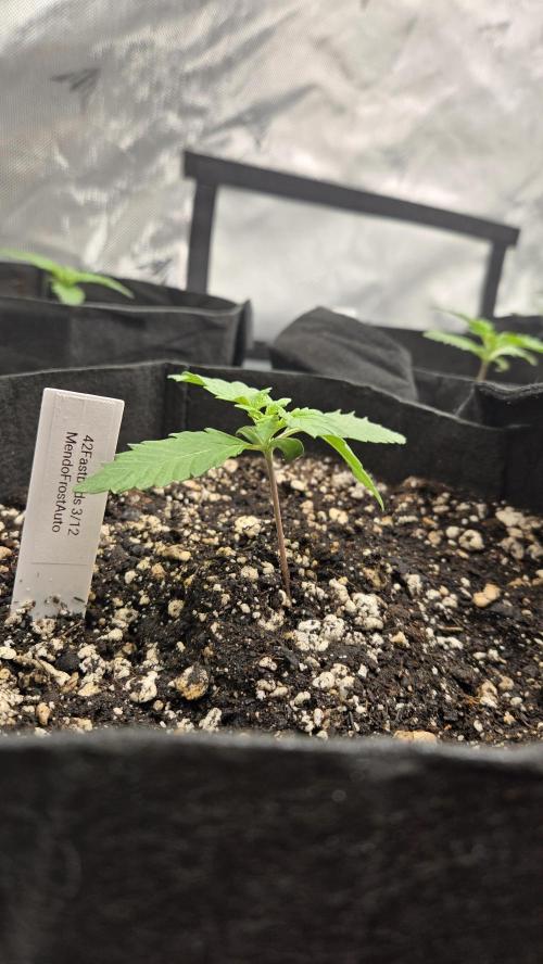 Mendo Frost Auto. Week 1