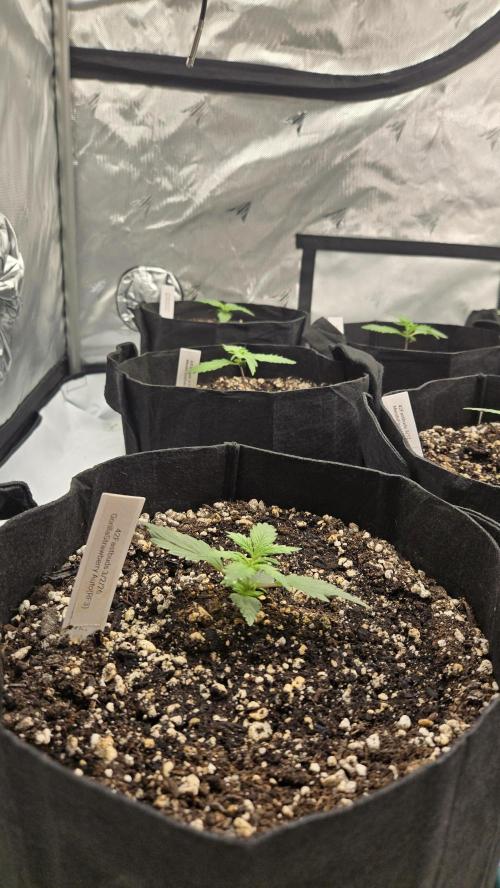 Mendo Frost Auto. Week 1