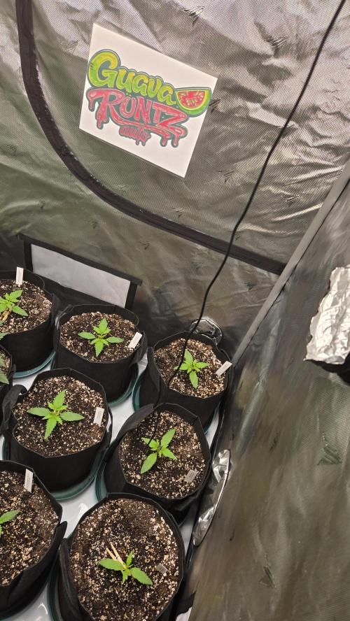 GuavaRuntzAuto. Week 1