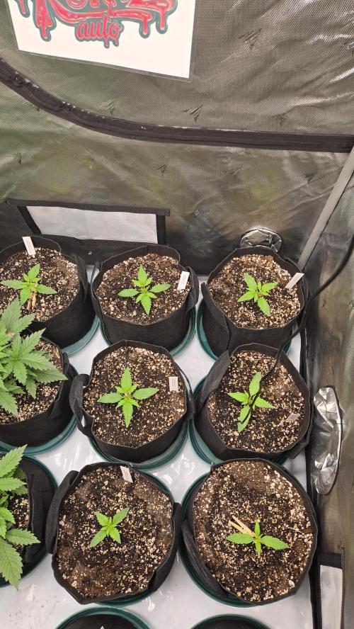 GuavaRuntzAuto. Week 1