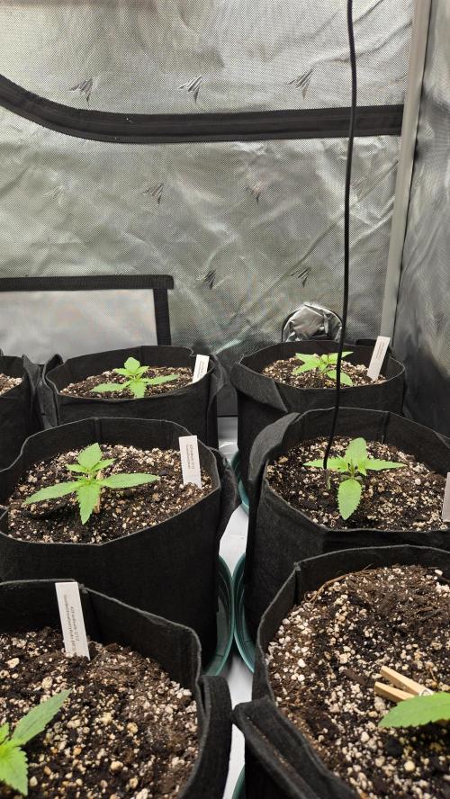 GuavaRuntzAuto. Week 1