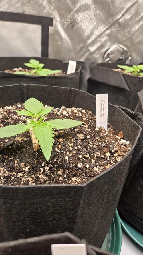 GuavaRuntzAuto. Week 1