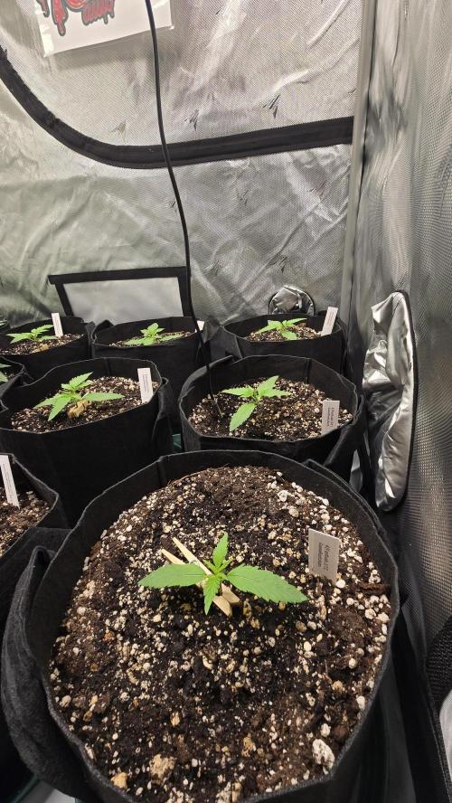 GuavaRuntzAuto. Week 1