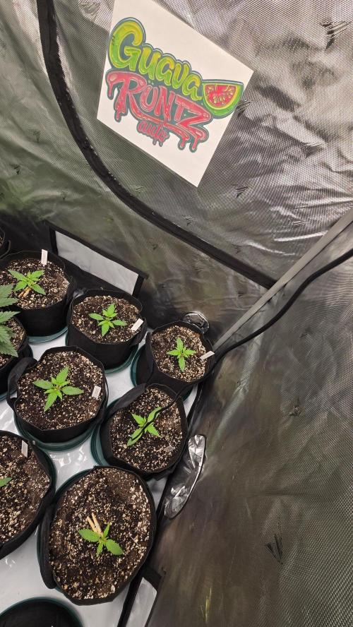 GuavaRuntzAuto. Week 1