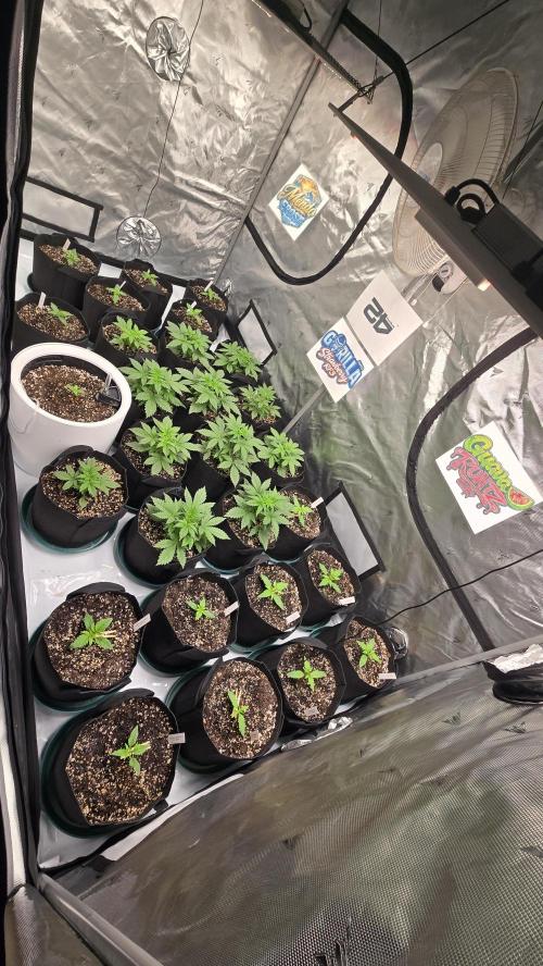 GuavaRuntzAuto. Week 1