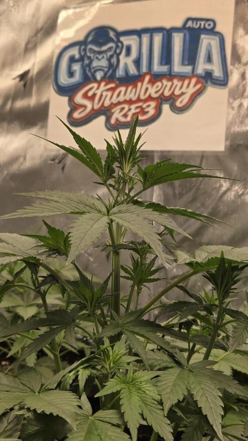 StrawberryGorillaAuto(RF3). Week 3
