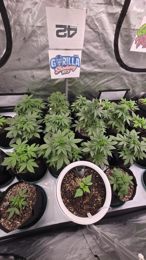 StrawberryGorillaAuto(RF3). Week 3