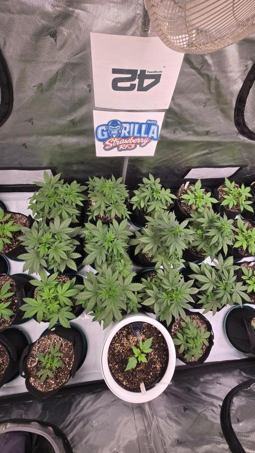 StrawberryGorillaAuto(RF3). Week 3