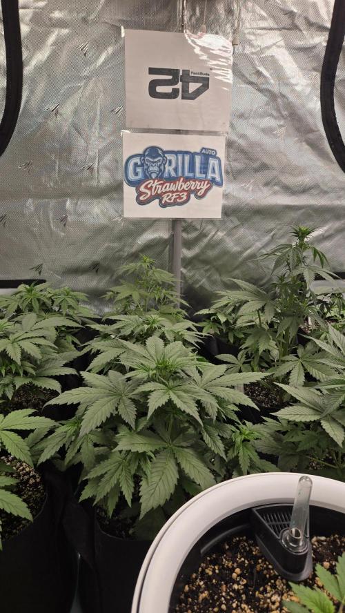 StrawberryGorillaAuto(RF3). Week 3