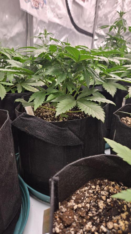 StrawberryGorillaAuto(RF3). Week 3