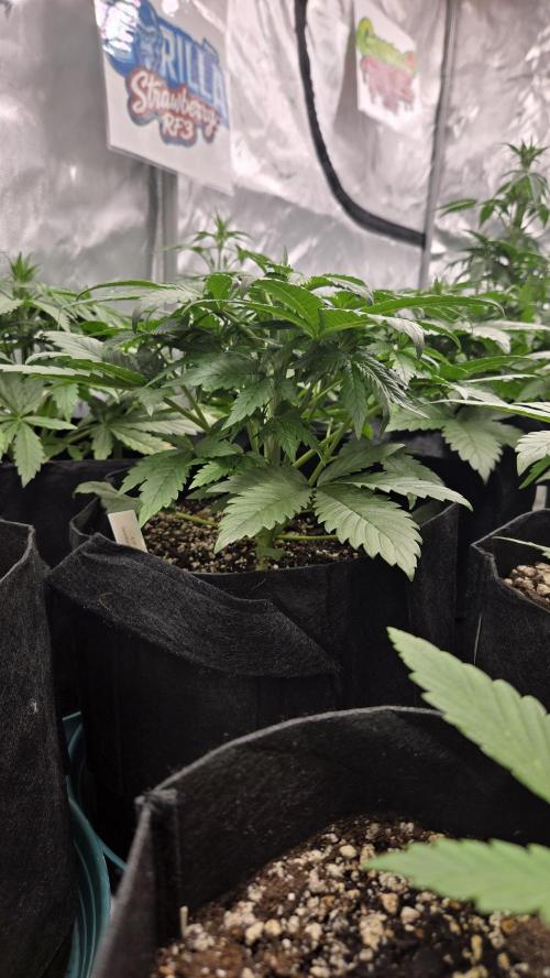 StrawberryGorillaAuto(RF3). Week 3