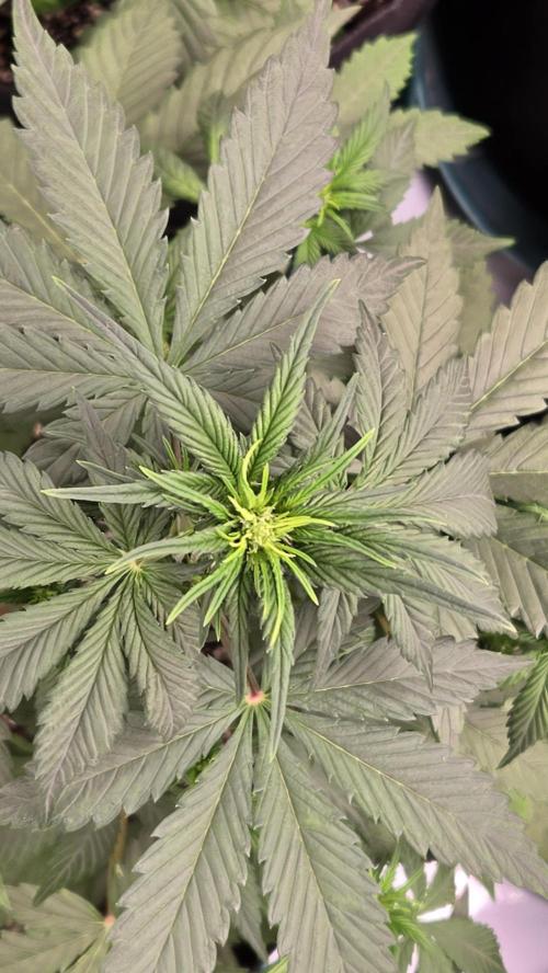 StrawberryGorillaAuto(RF3). Week 3