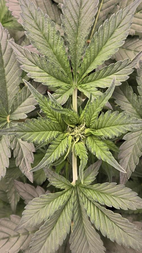 StrawberryGorillaAuto(RF3). Week 3