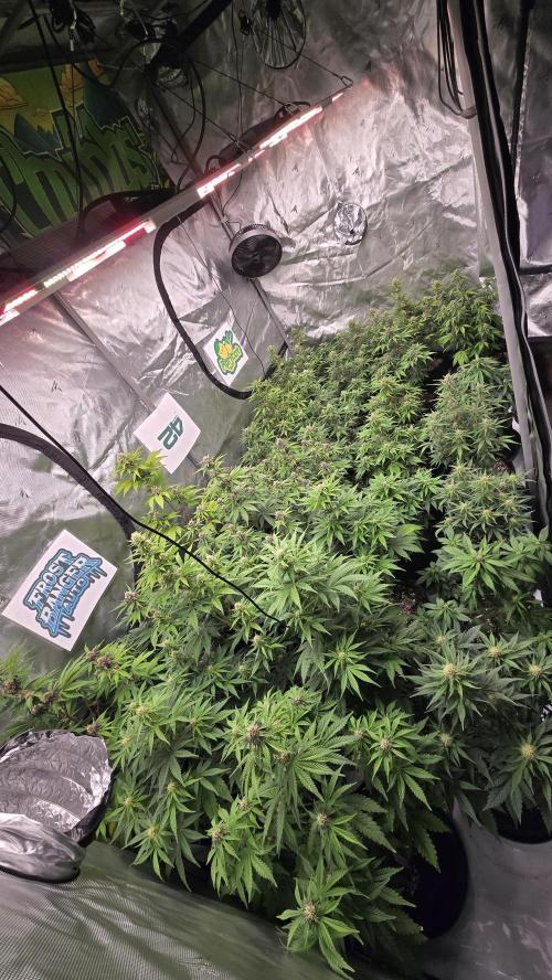 FrostBangerAuto. Week 6