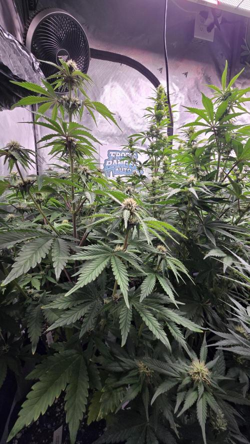 FrostBangerAuto. Week 6