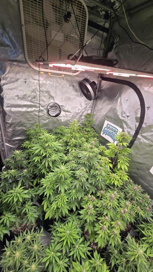FrostBangerAuto. Week 6