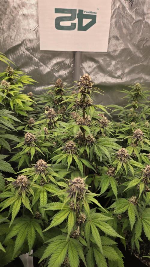 FrostBangerAuto. Week 6