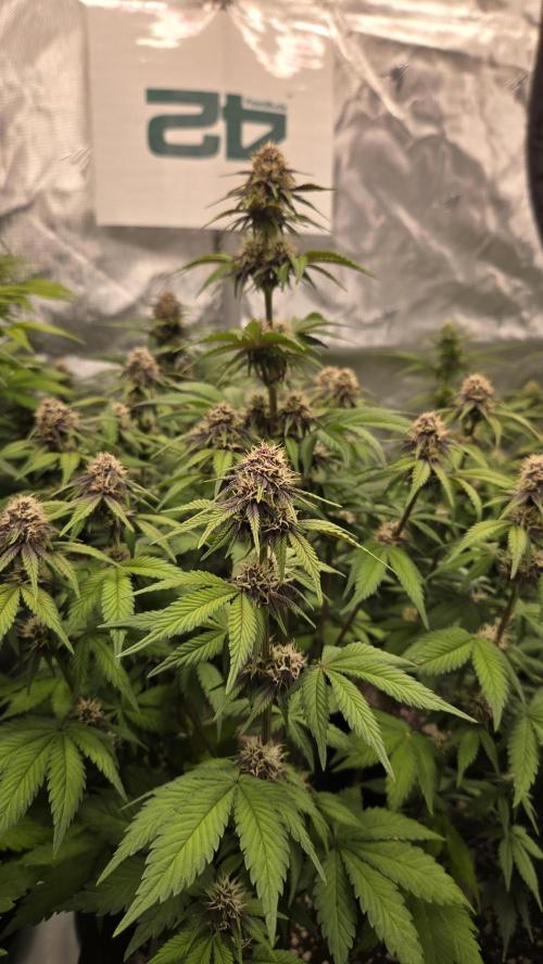 FrostBangerAuto. Week 6