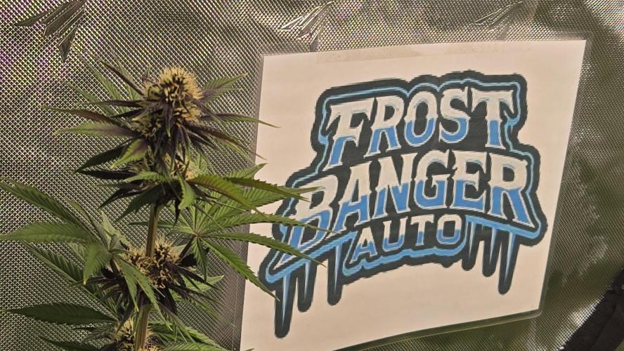FrostBangerAuto. Week 6