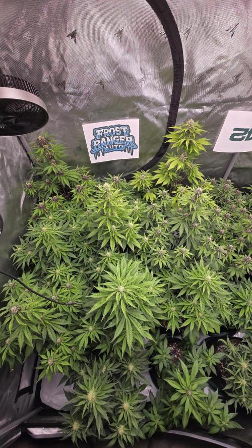 FrostBangerAuto. Week 6
