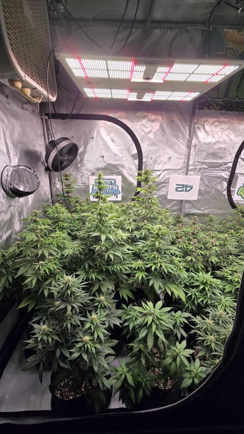FrostBangerAuto. Week 6