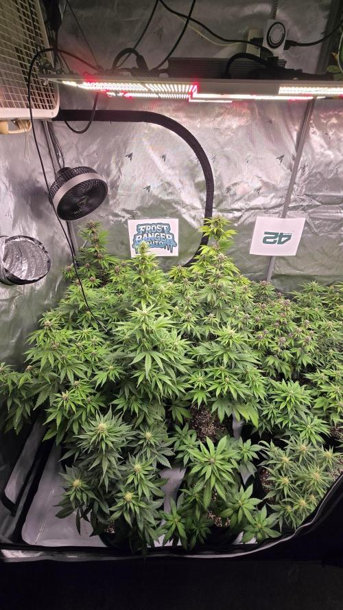 FrostBangerAuto. Week 6