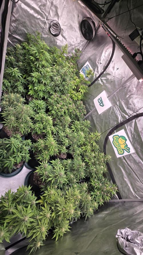ApricotAuto. Week 6