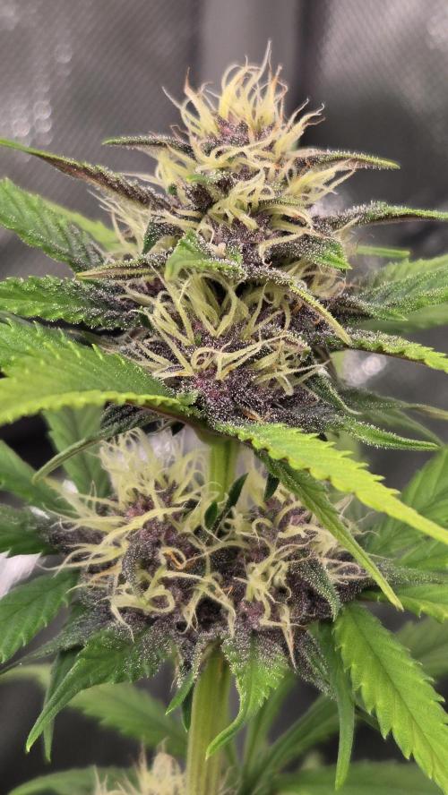 ApricotAuto. Week 6