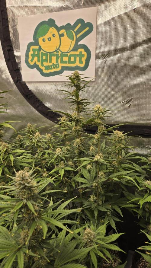 ApricotAuto. Week 6