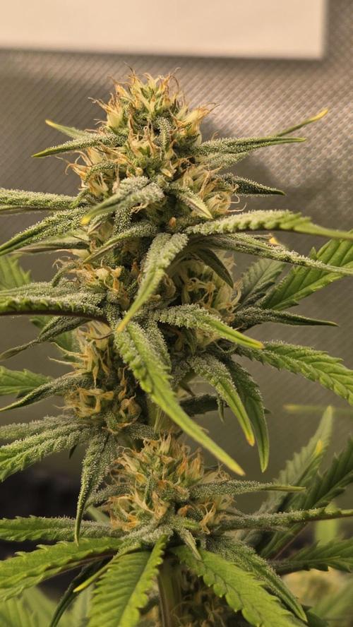 ApricotAuto. Week 6
