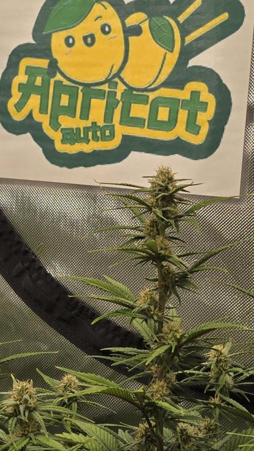 ApricotAuto. Week 6