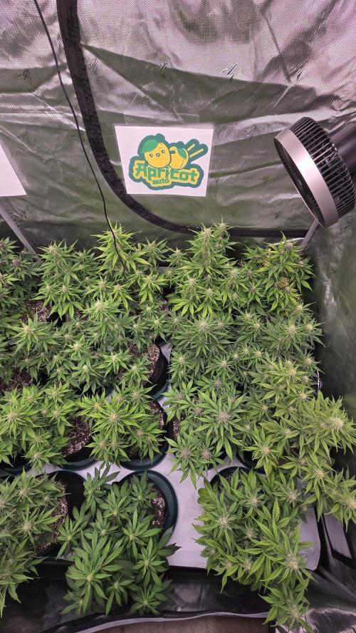 ApricotAuto. Week 6