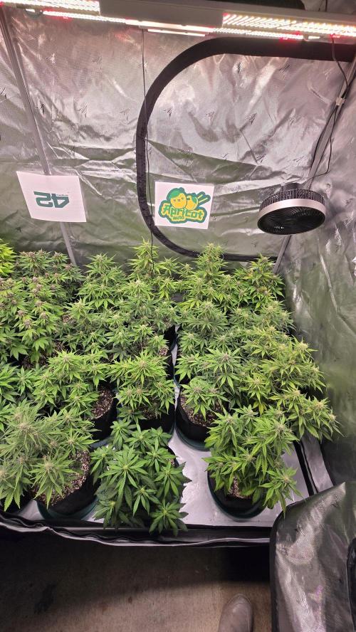 ApricotAuto. Week 6