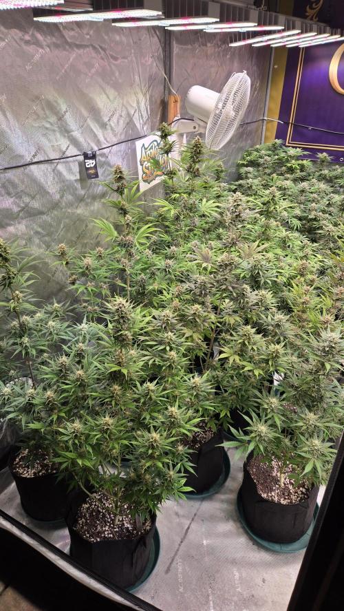 AppleStrudelAuto. Week 8