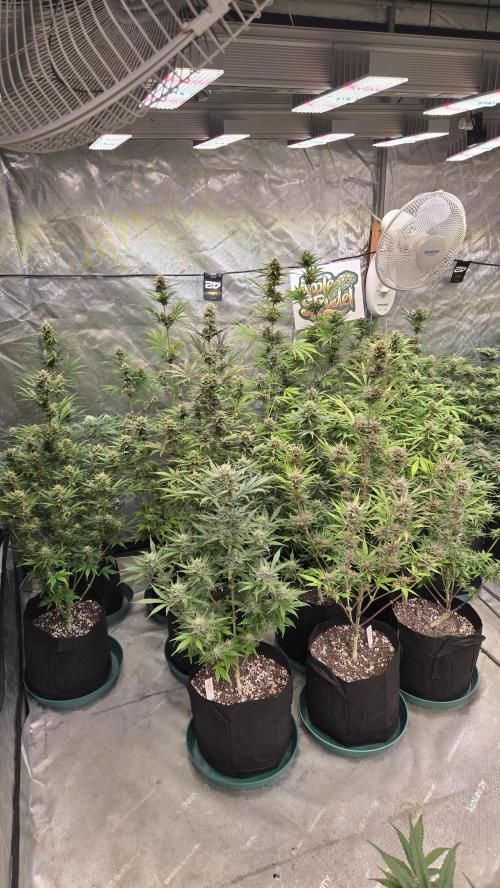 AppleStrudelAuto. Week 8