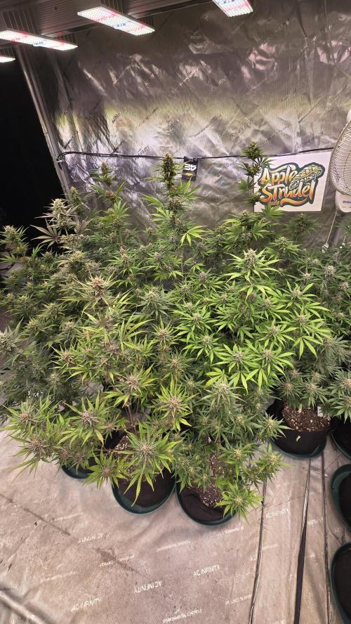 AppleStrudelAuto. Week 8