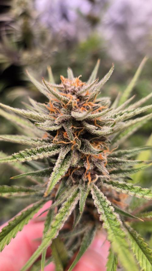 AppleStrudelAuto. Week 8