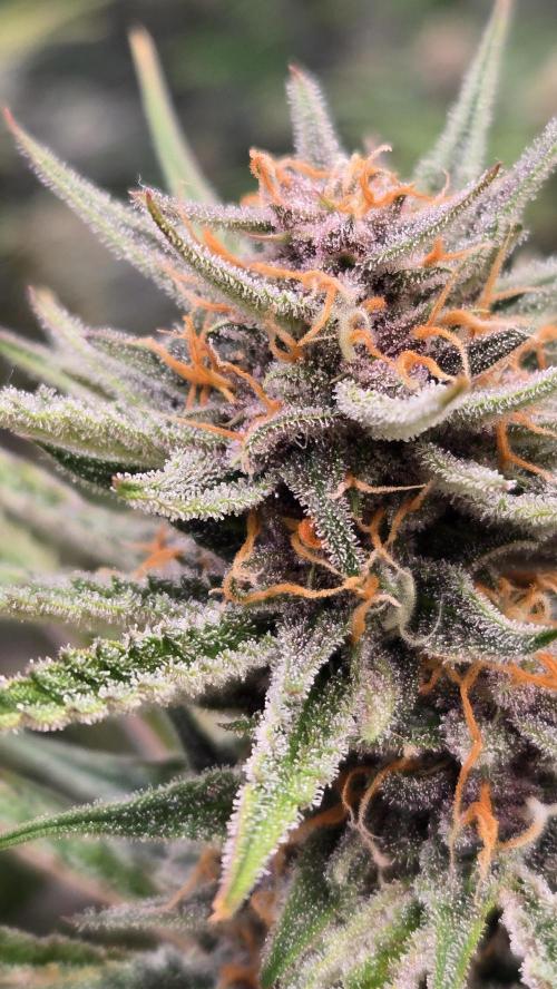 AppleStrudelAuto. Week 8