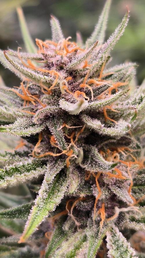 AppleStrudelAuto. Week 8