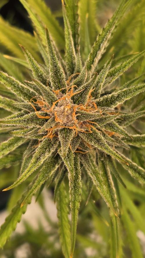 AppleStrudelAuto. Week 8