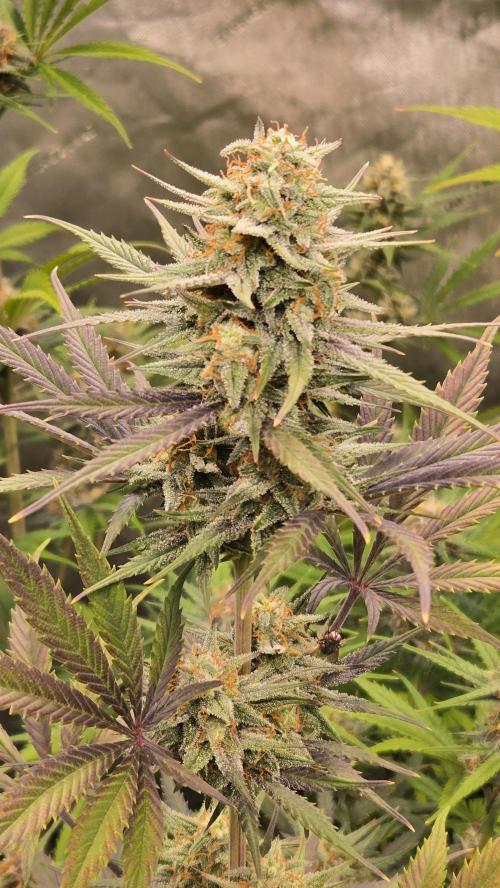 AppleStrudelAuto. Week 8